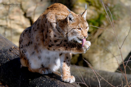 2011-02-DSC9087-lince