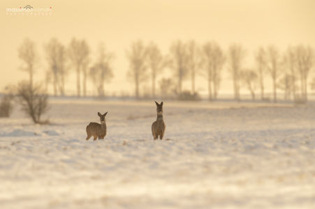 2014- 02-  000121 Polonia