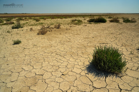 2014- 04- 01037 Camargue