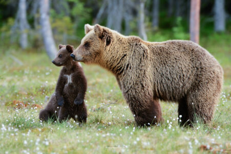 2014- 06- 00196 Orso Bruno