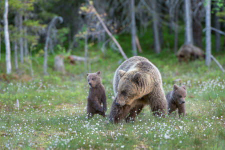 2014- 06- 00223 Orso Bruno