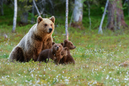 2014- 06- 00255 Orso Bruno