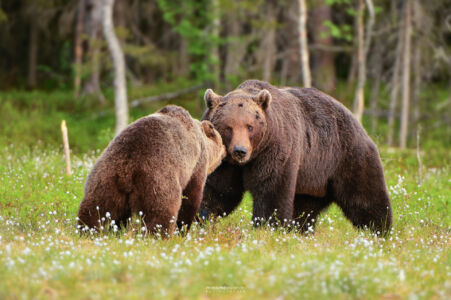 2014- 06- 00332 Orso Bruno