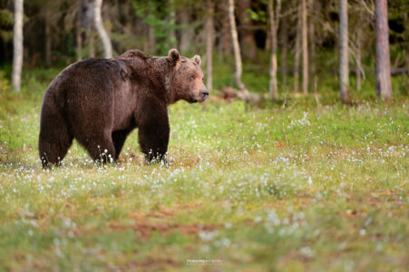 2014- 06-  00338 Orso Bruno