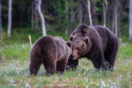 2014- 06-  00355 Orso Bruno