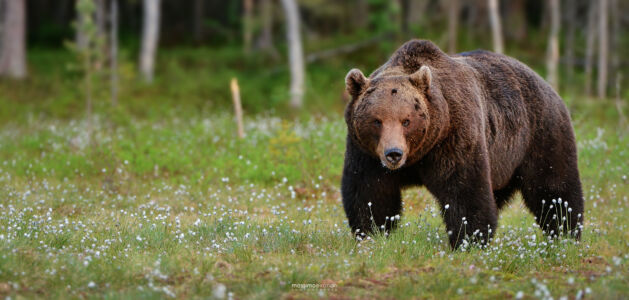 2014- 06- 00372 Orso Bruno