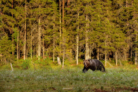 2014- 06- 00424 Orso Bruno