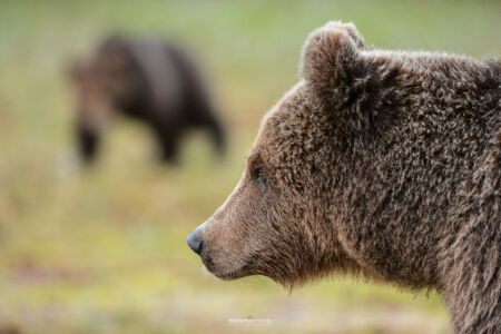 2014- 06-  00499 Orso Bruno