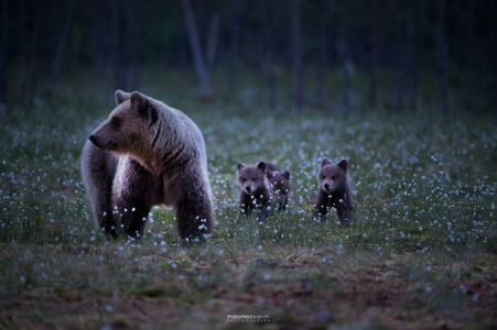 2014- 06- 00529 Orso Bruno