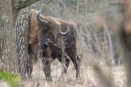 2015- 02-  00015 Bisonte Europeo