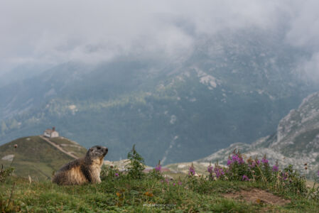 Marmot